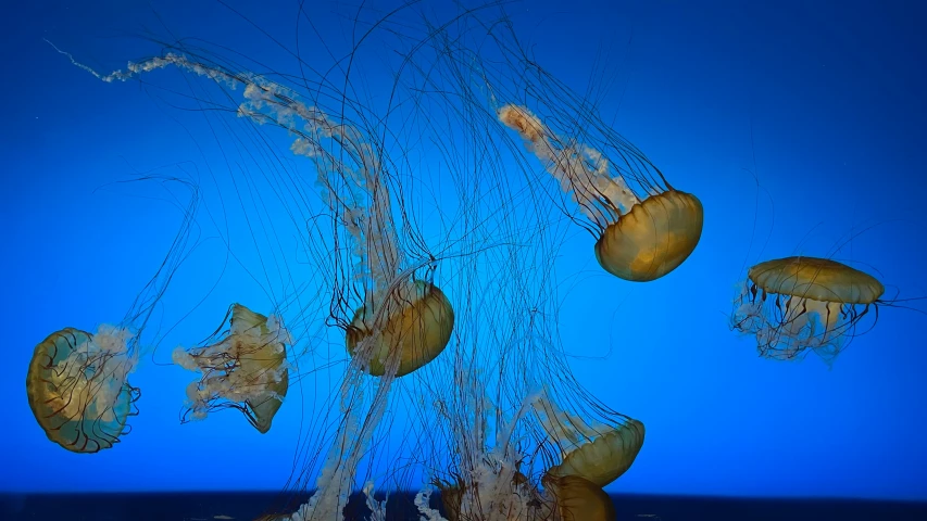 multiple jellyfish swim in a blue pond