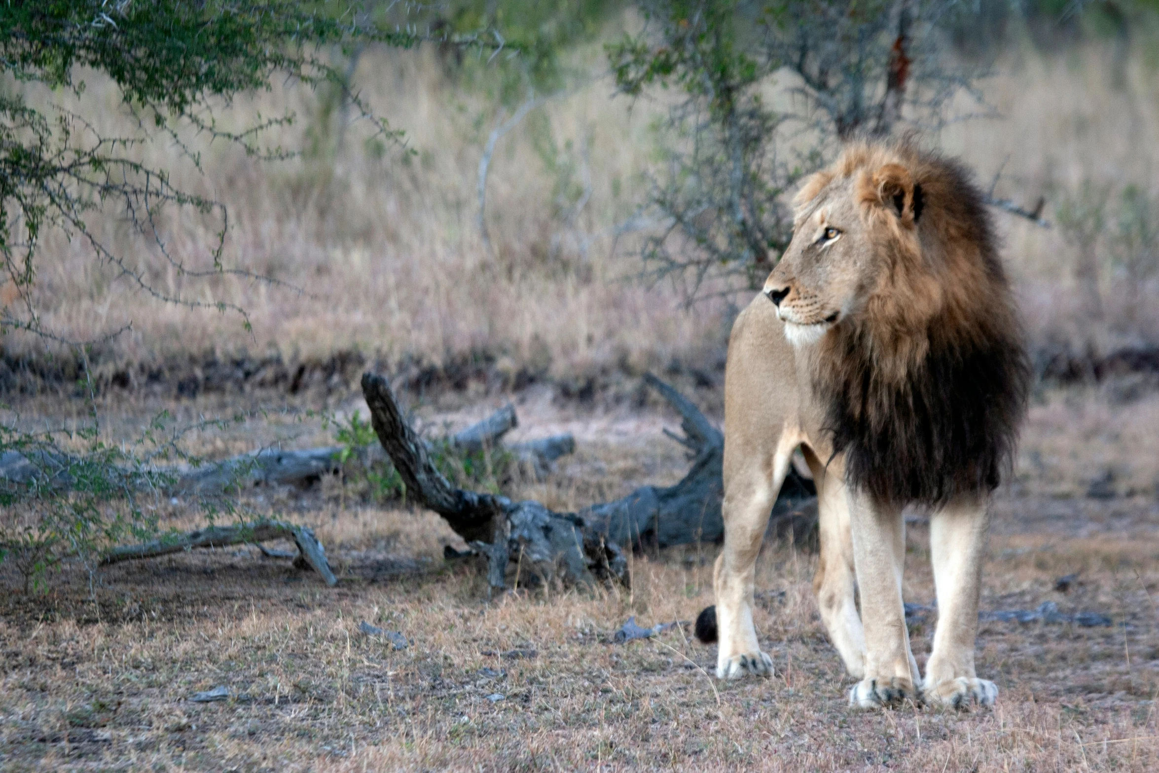 a lion is standing alone in the field