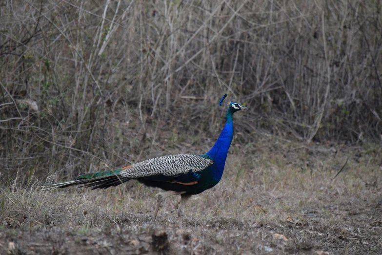 an individual walking on a patch of dry grass