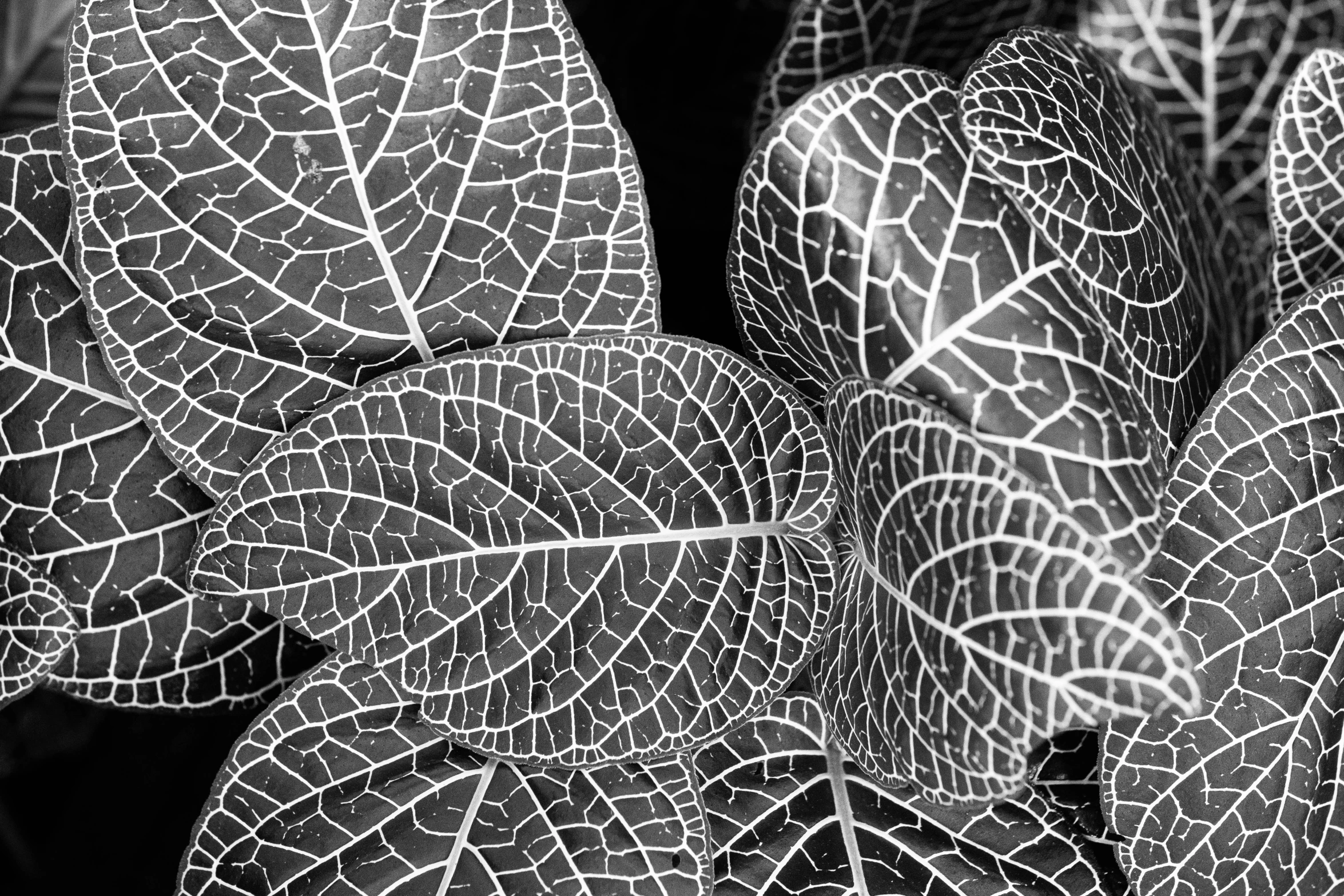 black and white image of leafy plants