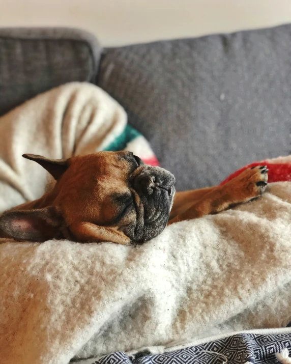 dog sleeping on a couch with its head hanging out