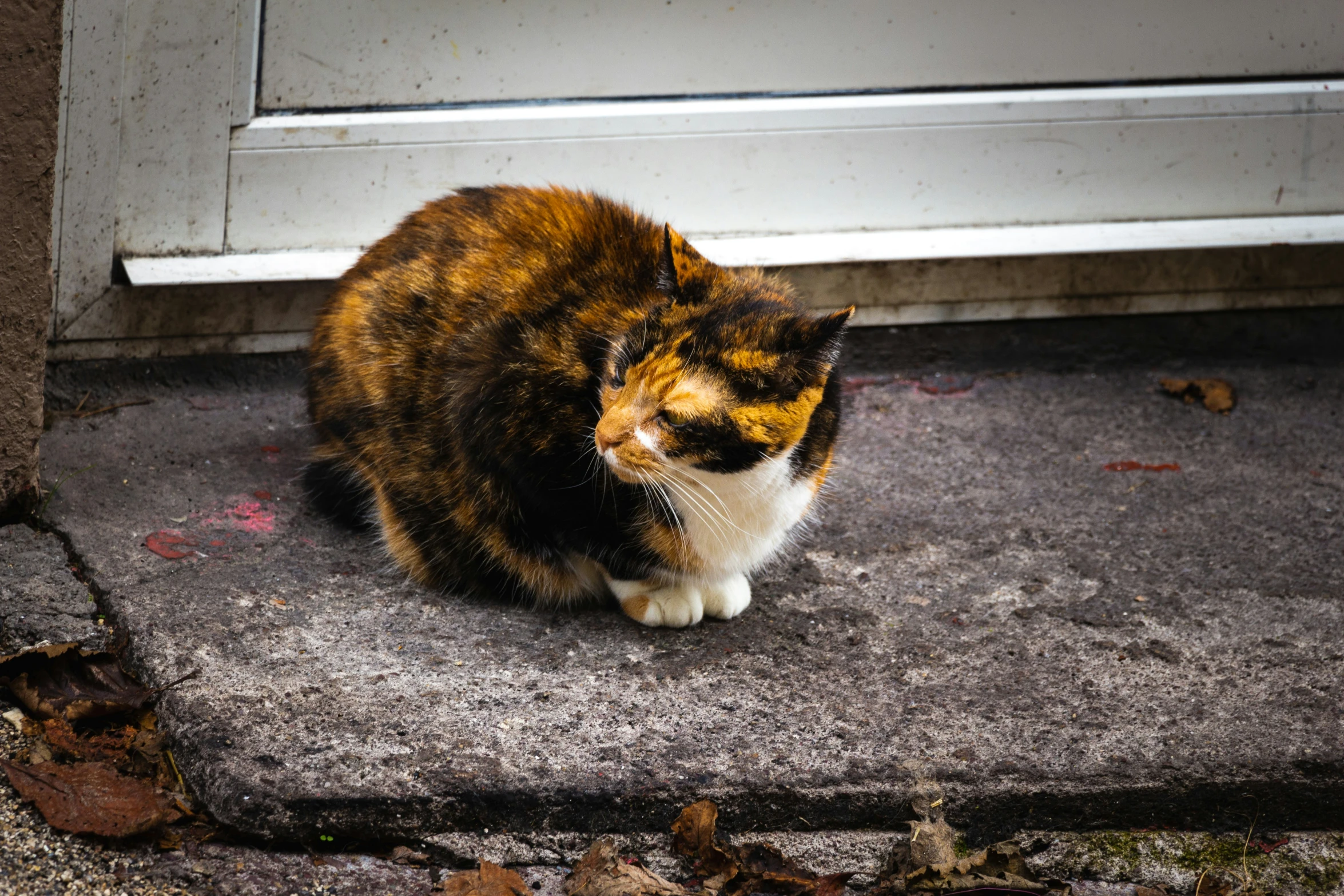 a cat that is sitting in front of a door