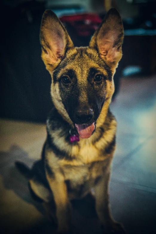 a dog has it's tongue hanging out and is sitting down