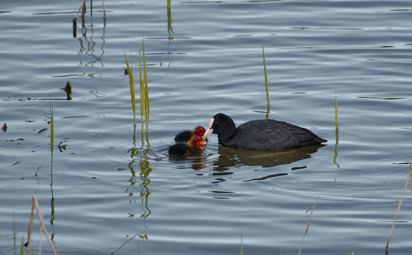 two birds in the water, one with its mouth open