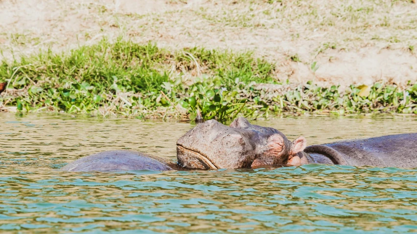 hippos floating on the surface of the water with their young