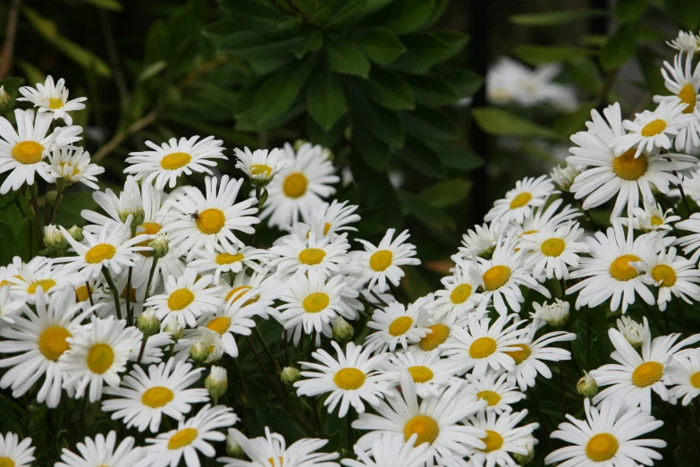 a close up of many white flowers with green leaves