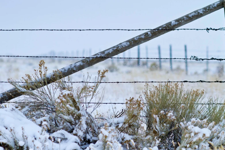 bird sitting on fence post near snowy landscape