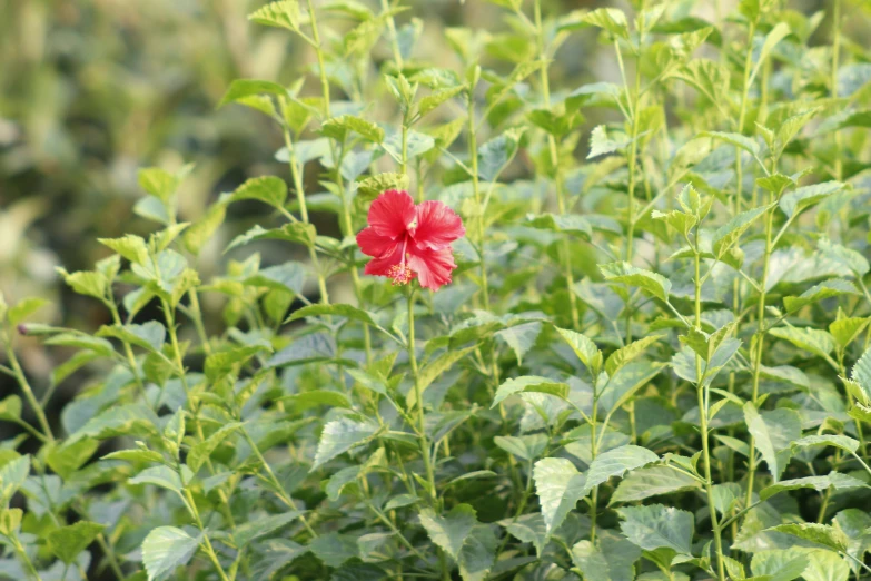 a small red flower is surrounded by green leaves