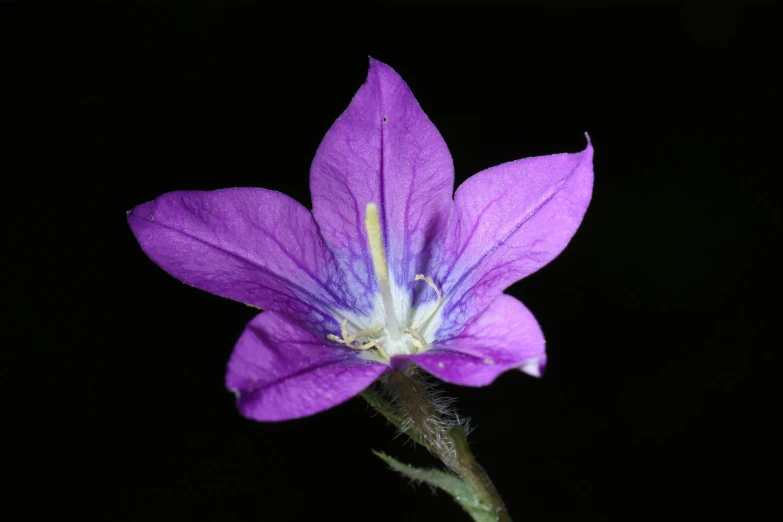 the back side of a flower in a dark room