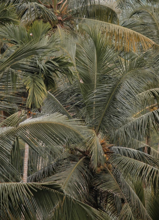 close up image of a group of palm trees