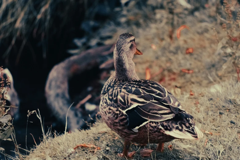 the duck is standing in the grass by itself