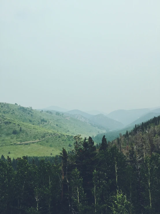 the forest on the side of the road has many trees