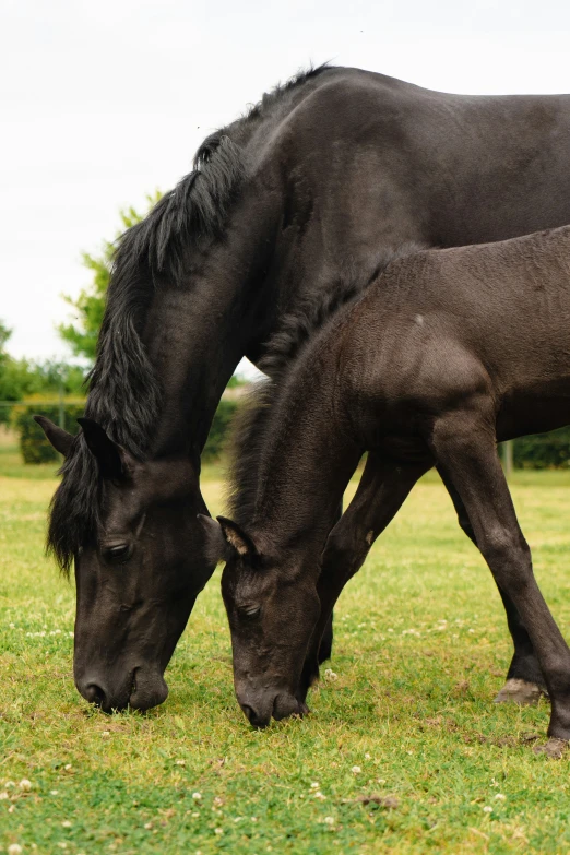 there is an adult and a baby horse eating grass