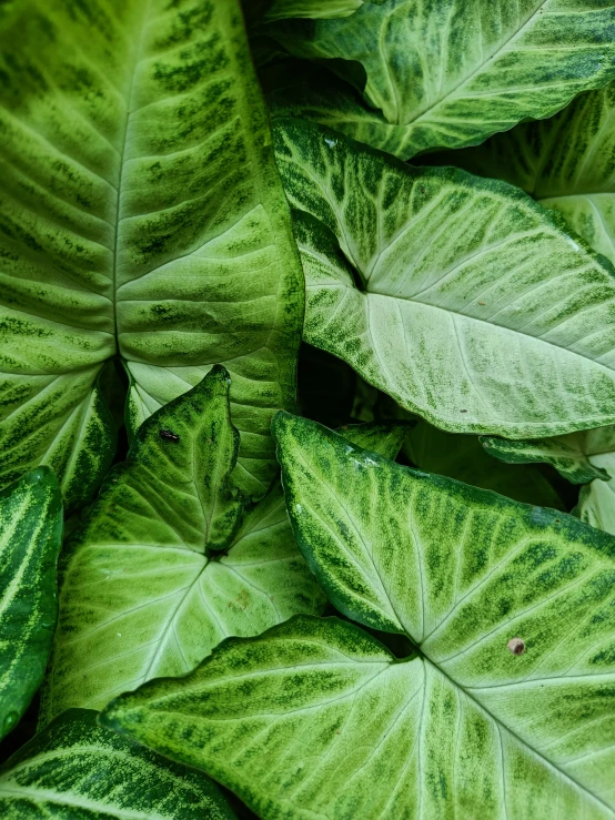 close up picture of large, green leaves in an arrangement