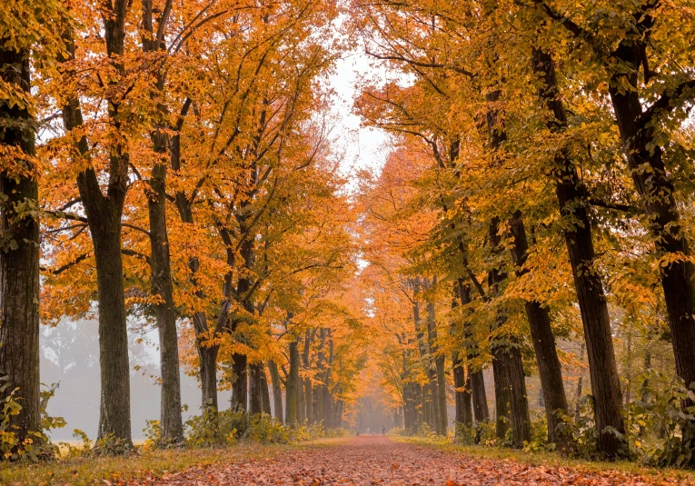 a road leading into a forest surrounded by yellow and orange trees