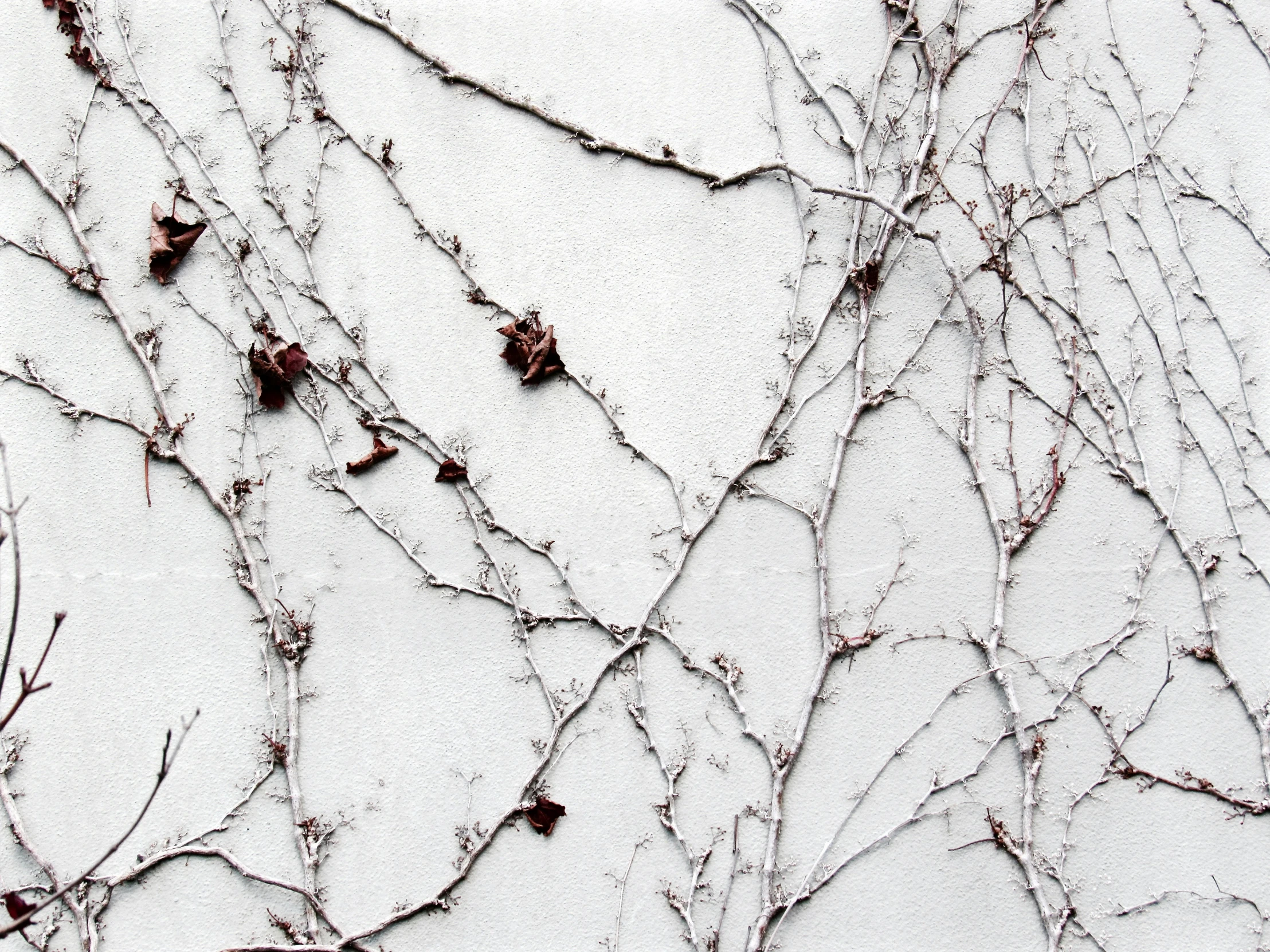 the nches of a tree are covered in snow