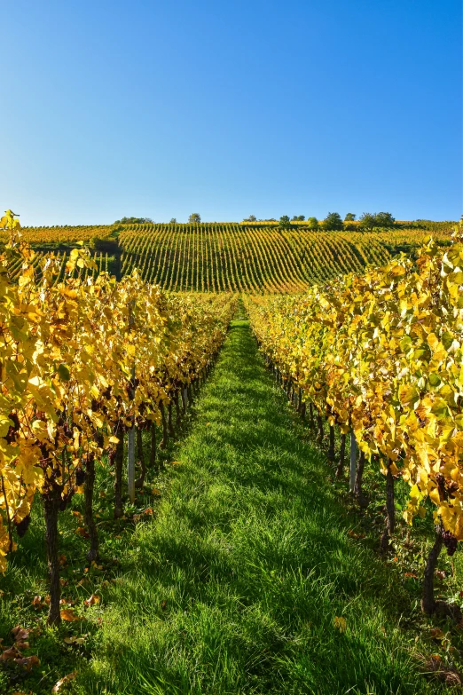 the sun shines in the shade in a field that has gs growing