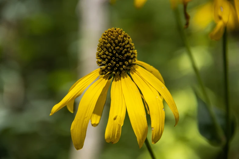 the yellow flower is blooming in the field