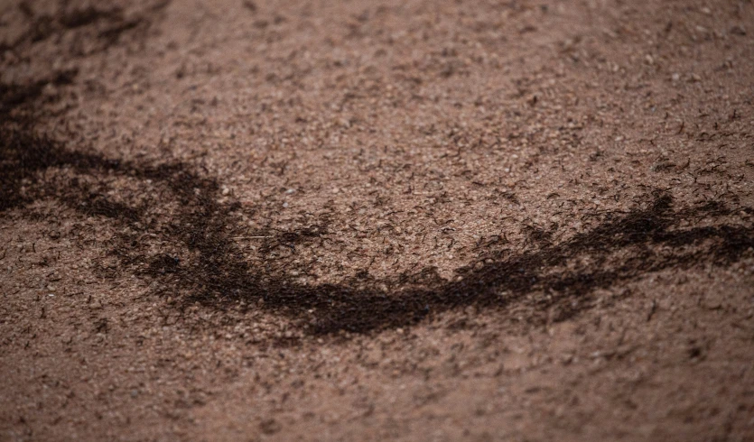 a view from above shows a blurry area where the shadows of two birds and trees grow