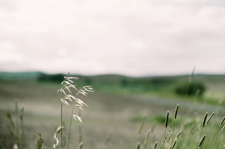 there is a field with green grass and clouds in the sky