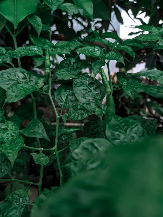 a potted plant with leaves and stems in the middle