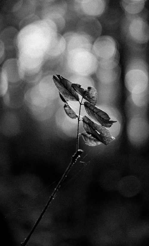 a single flower in black and white po