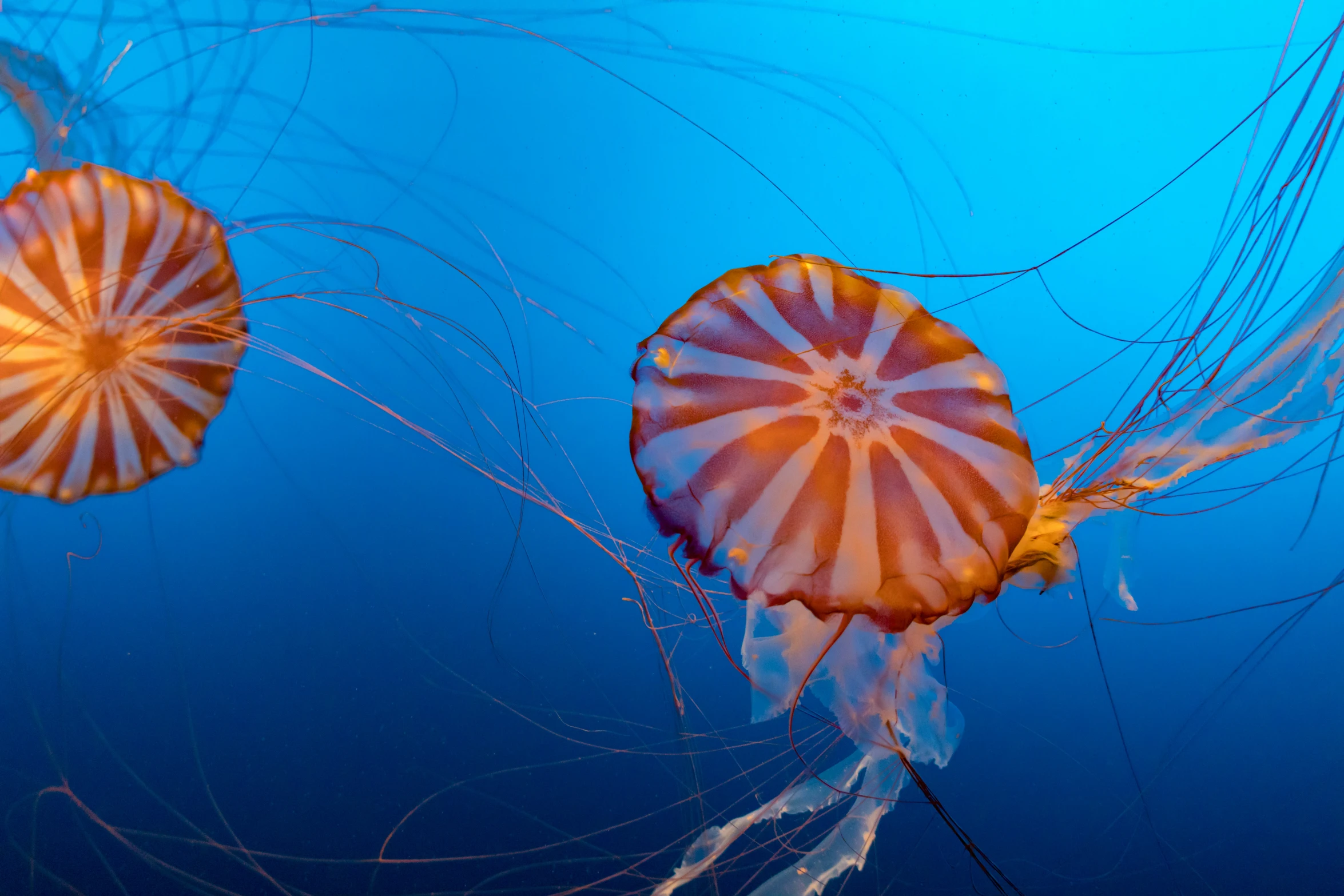 two jelly fish swimming inside an aquarium