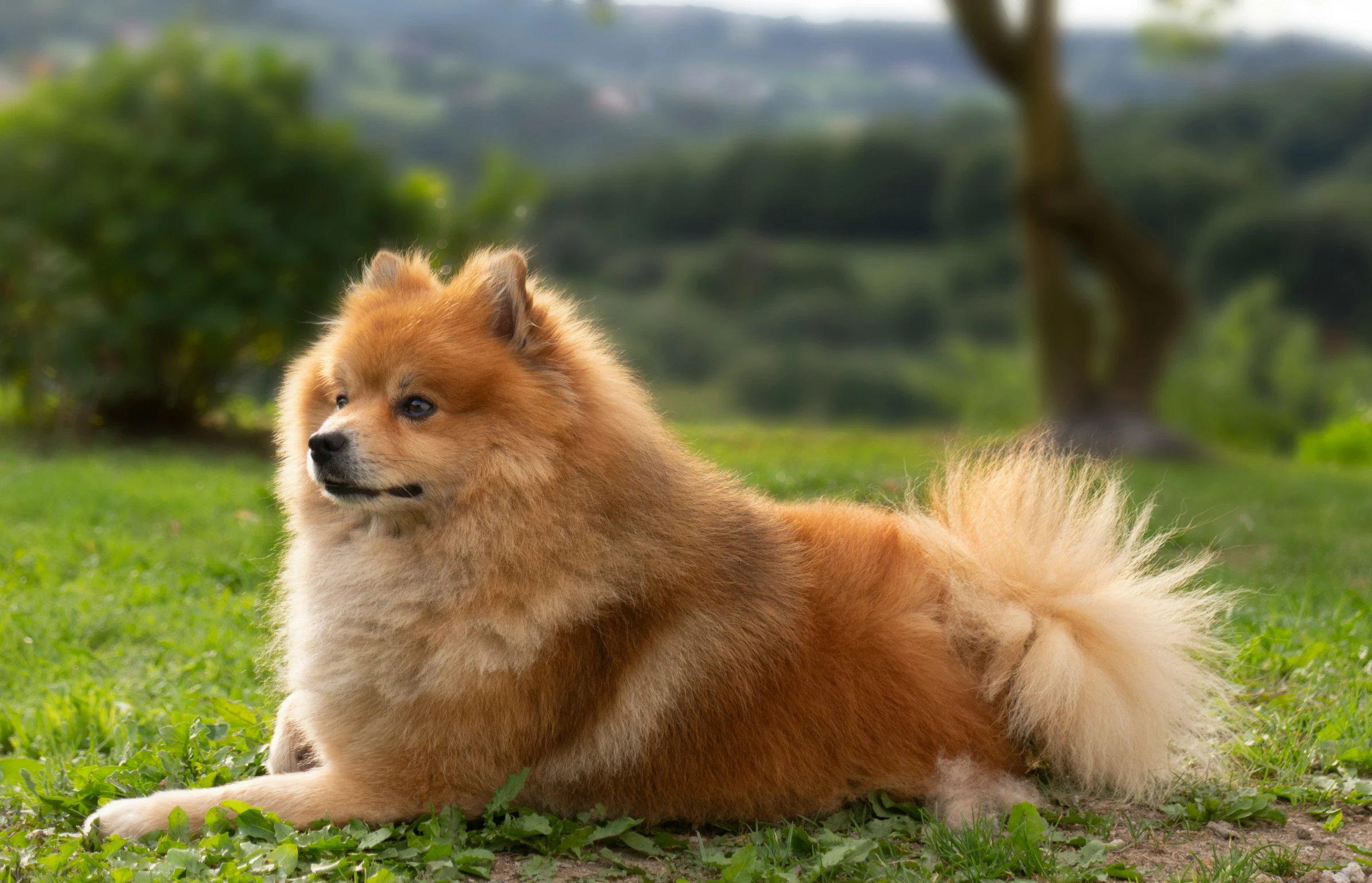 a dog that is laying on the ground