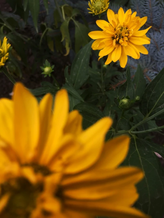 yellow flowers are in the garden together