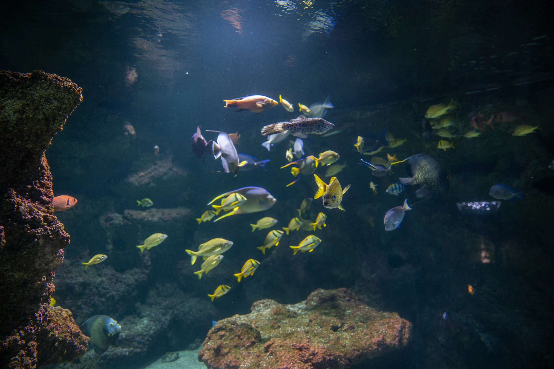 a school of fish in an aquarium