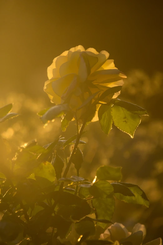 the bright sun shining through the leaves of a flower