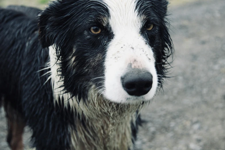 a close up of a wet dog with very dirty clothes
