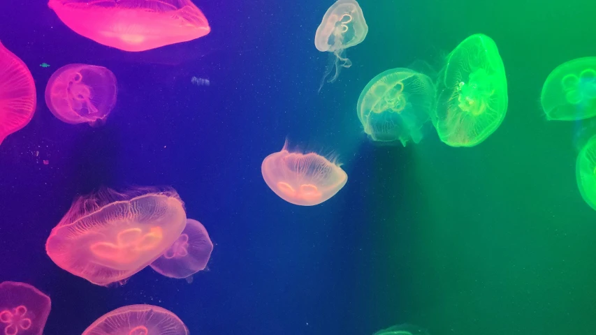 the colors of jellyfishs are seen in this po