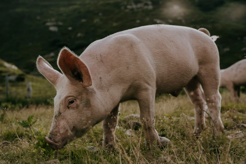 a pig and her pigdog are grazing on grass