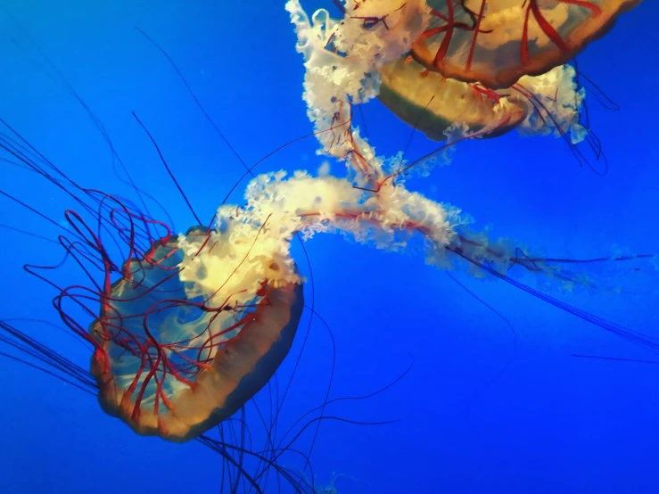 there are two large jellyfish in the blue water