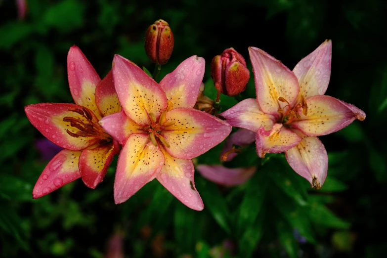 three pink and yellow flowers in a field