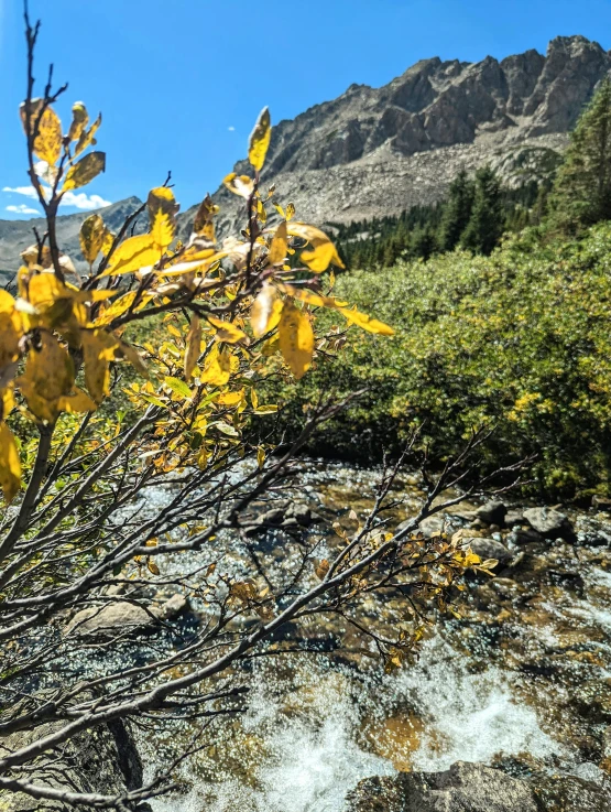 some very pretty little yellow flowers near some water