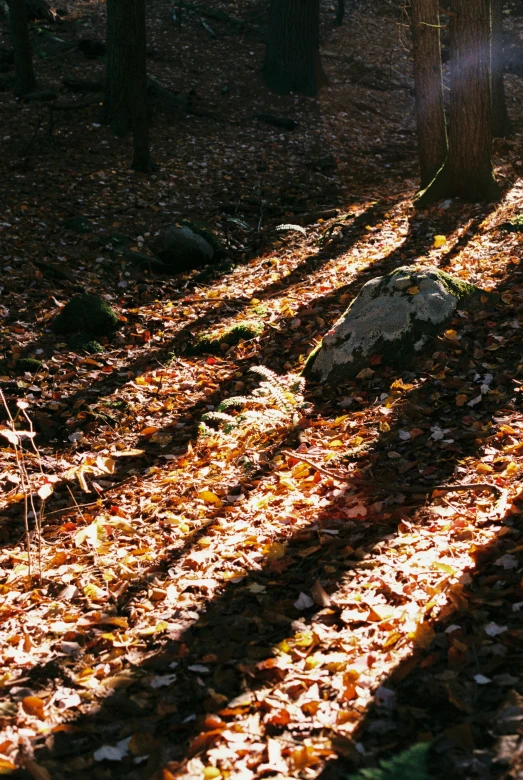 a forest has leaves and rocks in the fall