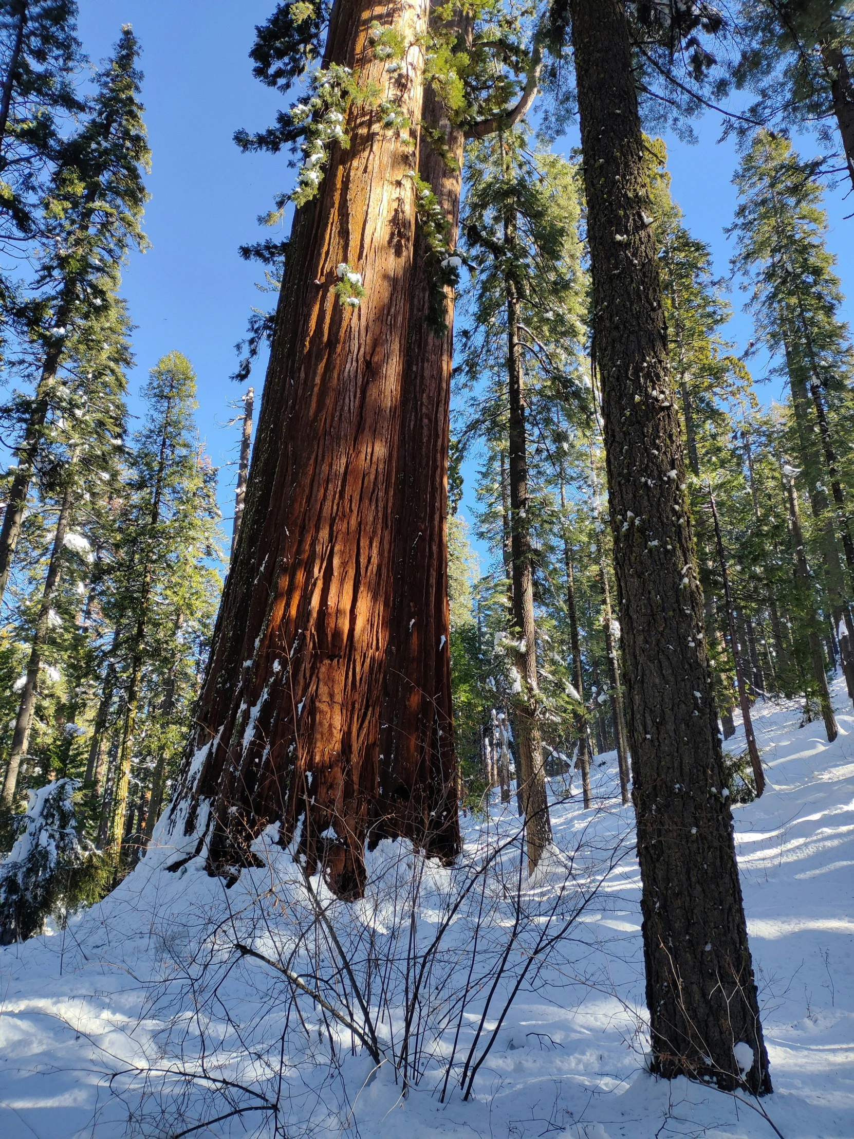 a tall tree sitting in the middle of a forest