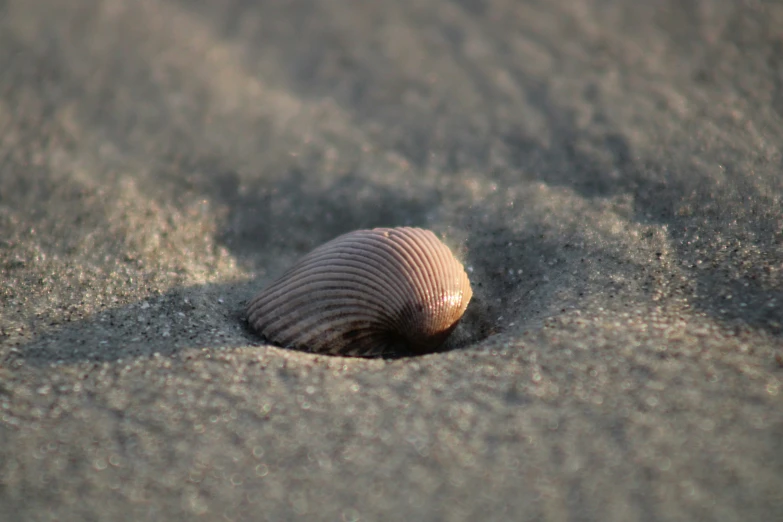 a shell is sticking out of the sand