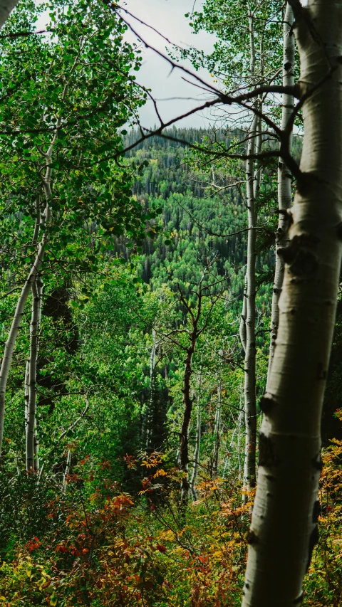 an area with trees and a forest with no leaves