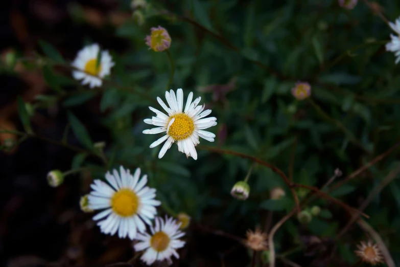 the white daisies are almost in bloom