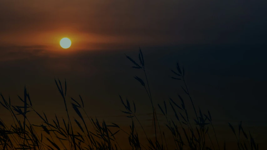 the sun setting behind some grasses with a blurry background