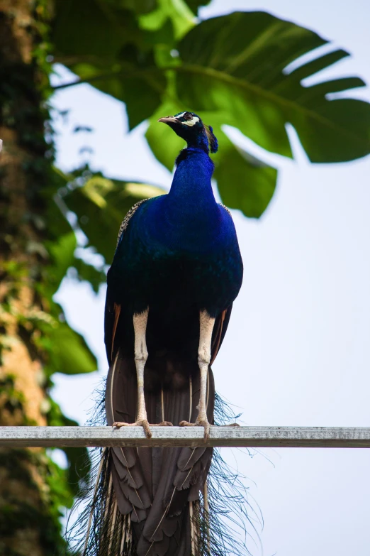 peacock sits on a perch in front of a tree