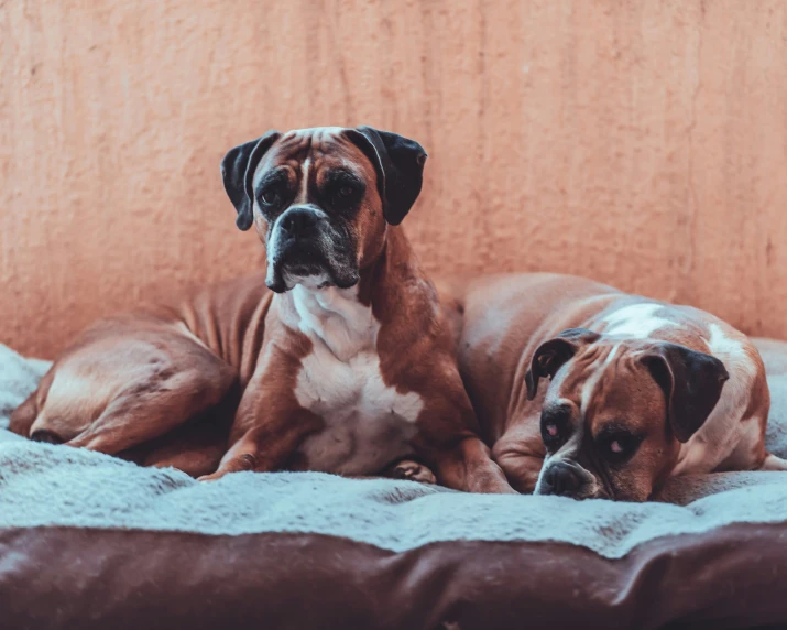 two boxer dogs resting together on the bed