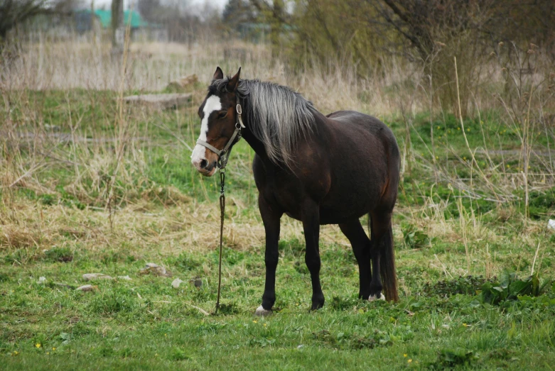 a brown horse with a white face and a black nose is standing on some grass in the daytime