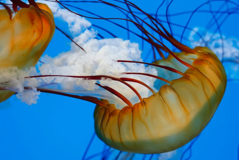 a very large jelly fish swimming in a clear blue sea