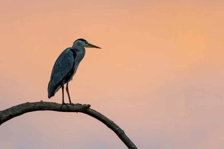 a bird is perched on top of a nch