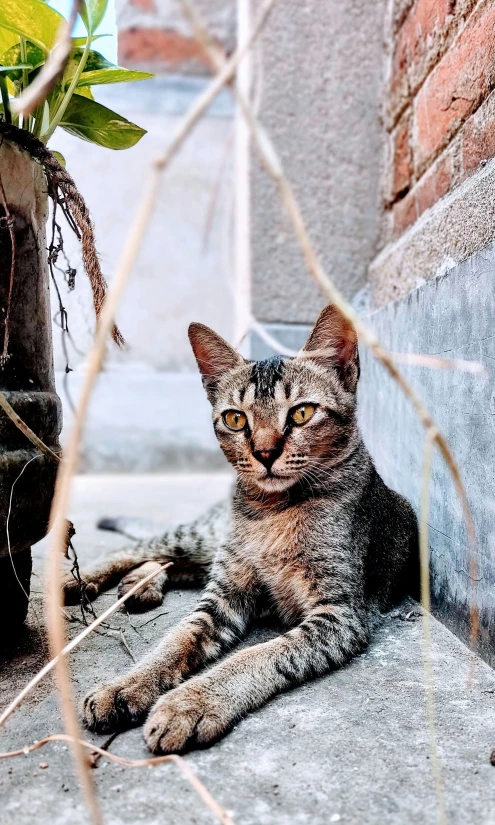 there is a cat sitting on the side of a building