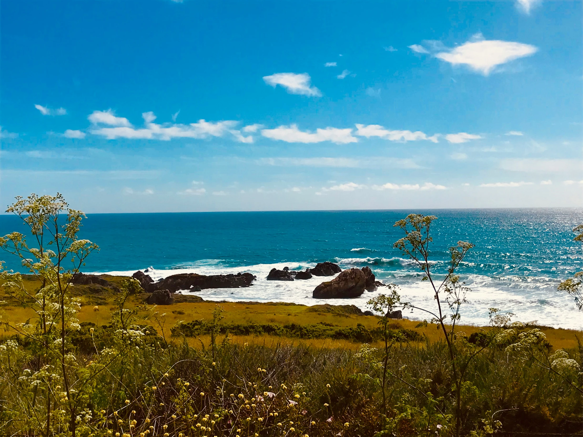 an ocean with plants growing in the foreground